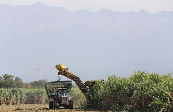 La zafra que ilusiona a Tucumán: anticipan una producción récord y una gran oportunidad para el azúcar