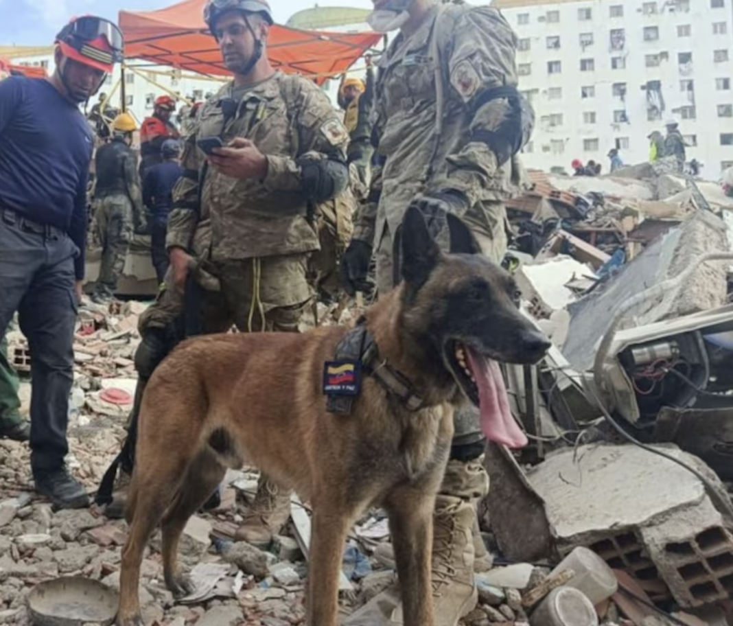 Bart, el perro argentino que ayudó a rescatar a dos niños entre los escombros en Venezuela